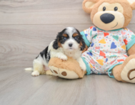 7 week old Cavapoo Puppy For Sale - Seaside Pups