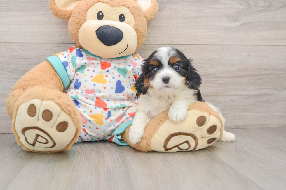 Smart Cavapoo Poodle Mix Pup