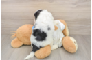 Cavapoo Pup Being Cute