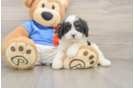 Playful Cavapoodle Poodle Mix Puppy