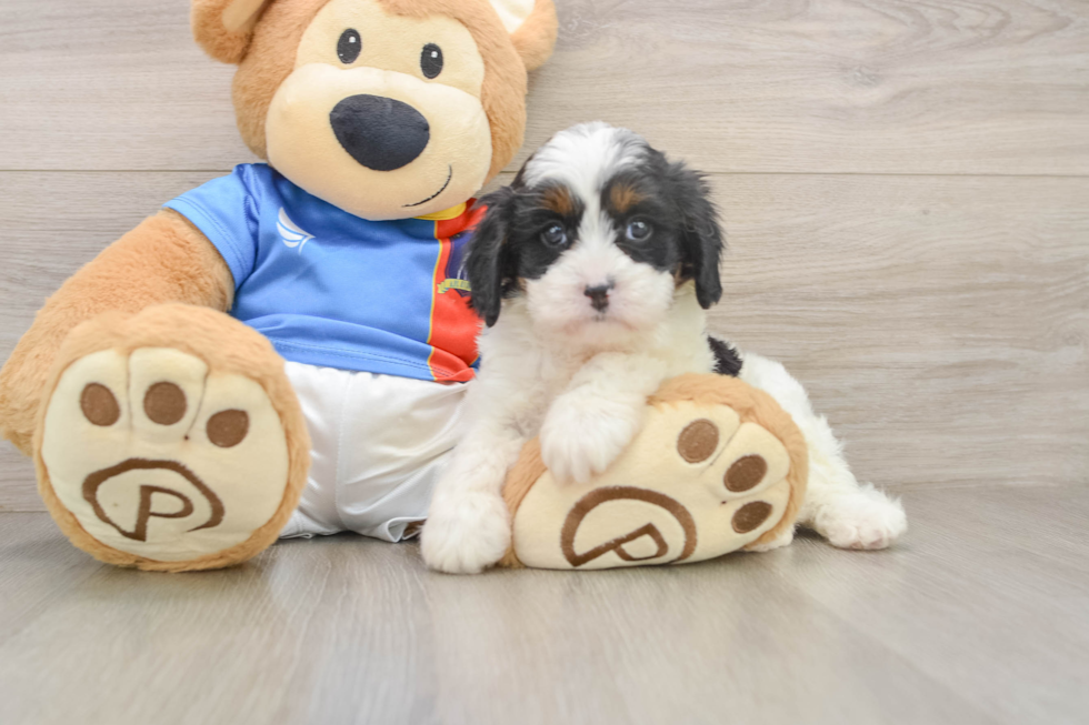 Playful Cavapoodle Poodle Mix Puppy