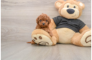 Best Cavapoo Baby