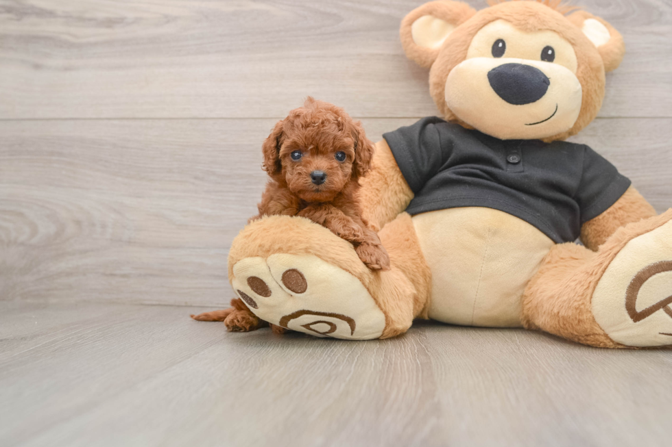 Best Cavapoo Baby