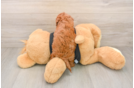 Cavapoo Puppy for Adoption