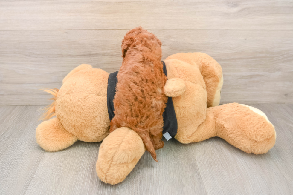 Cavapoo Puppy for Adoption