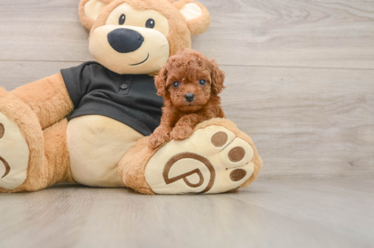 Best Cavapoo Baby