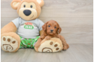 Cavapoo Pup Being Cute