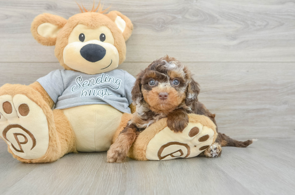 6 week old Cavapoo Puppy For Sale - Seaside Pups