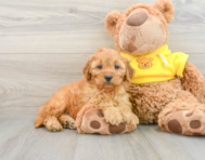 9 week old Cavapoo Puppy For Sale - Seaside Pups