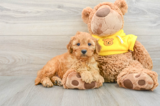 Cavapoo Puppy for Adoption