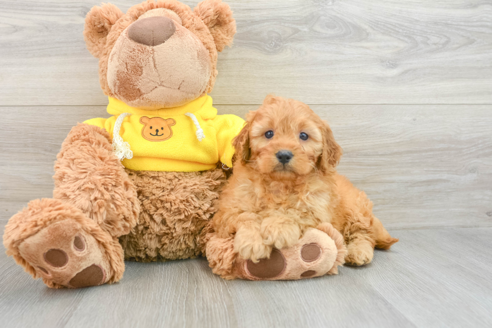 Cavapoo Pup Being Cute