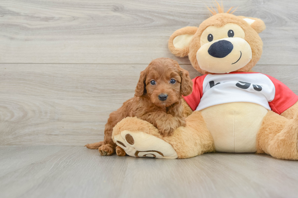 Cavapoo Pup Being Cute