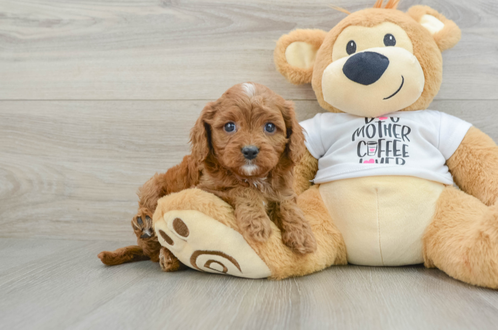 5 week old Cavapoo Puppy For Sale - Seaside Pups