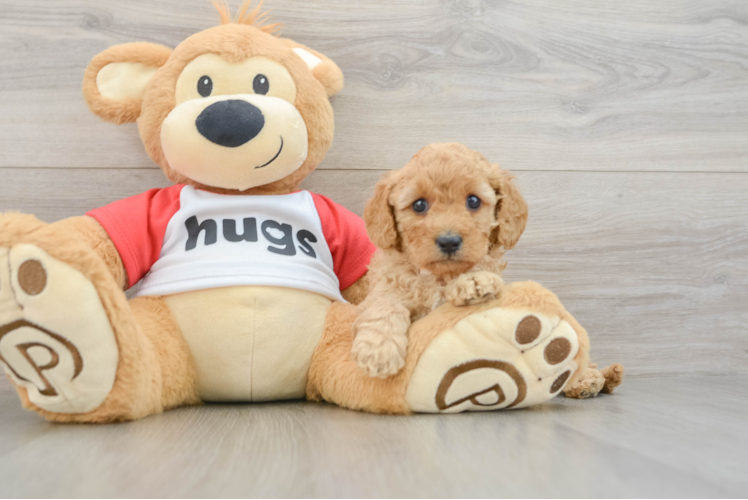 Best Cavapoo Baby