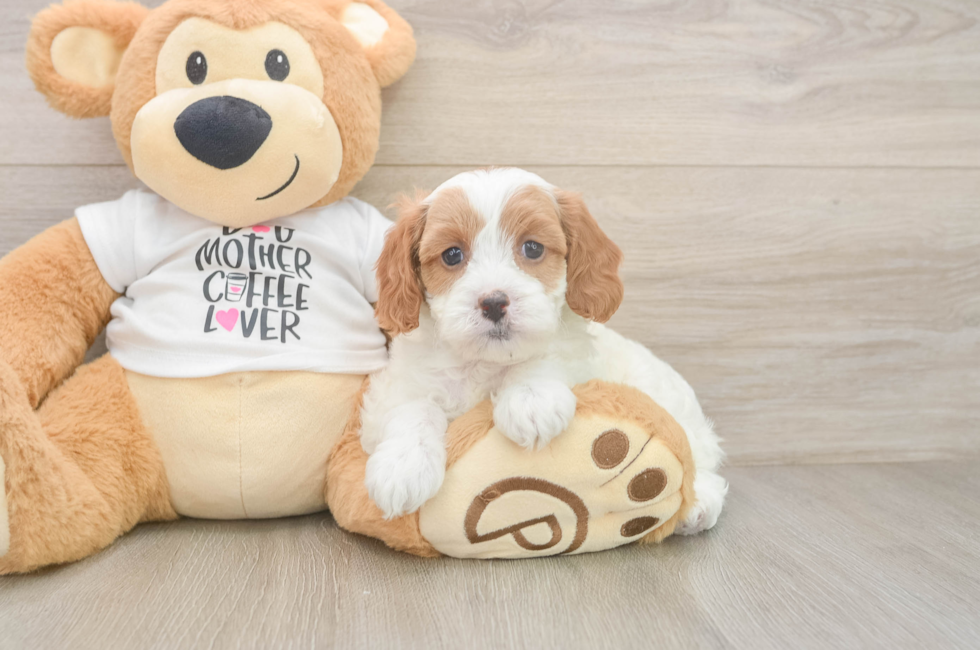 6 week old Cavapoo Puppy For Sale - Seaside Pups