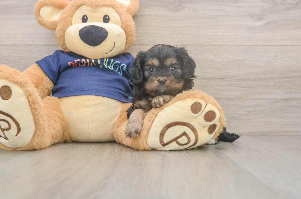 5 week old Cavapoo Puppy For Sale - Seaside Pups