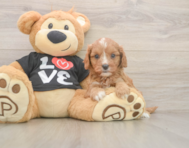 7 week old Cavapoo Puppy For Sale - Seaside Pups