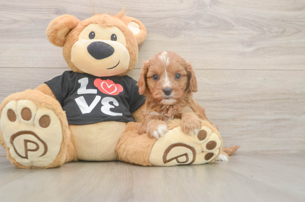5 week old Cavapoo Puppy For Sale - Seaside Pups