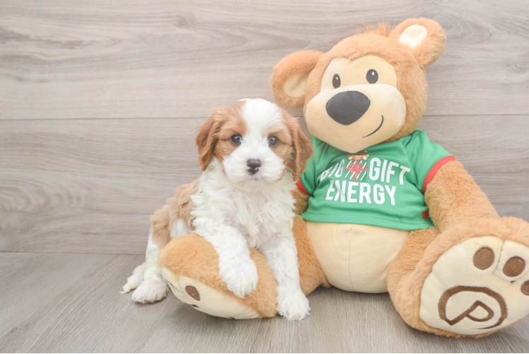 Best Cavapoo Baby