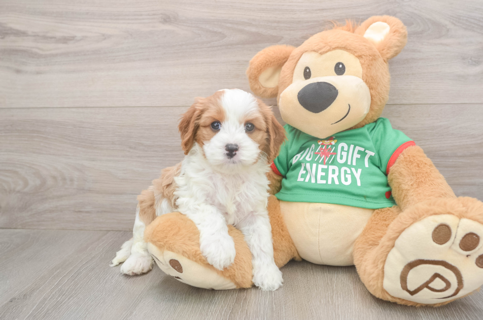 5 week old Cavapoo Puppy For Sale - Seaside Pups