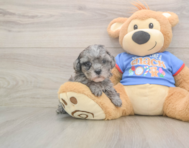 8 week old Cavapoo Puppy For Sale - Seaside Pups