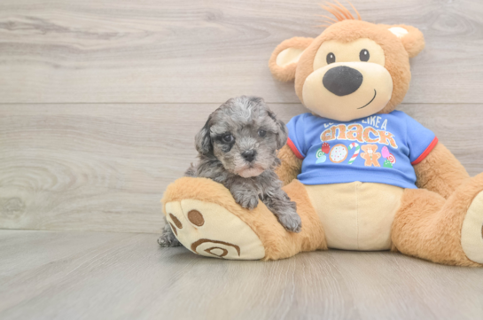 Cavapoo Pup Being Cute