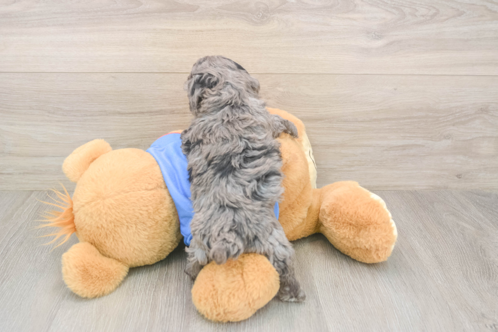 Cavapoo Pup Being Cute