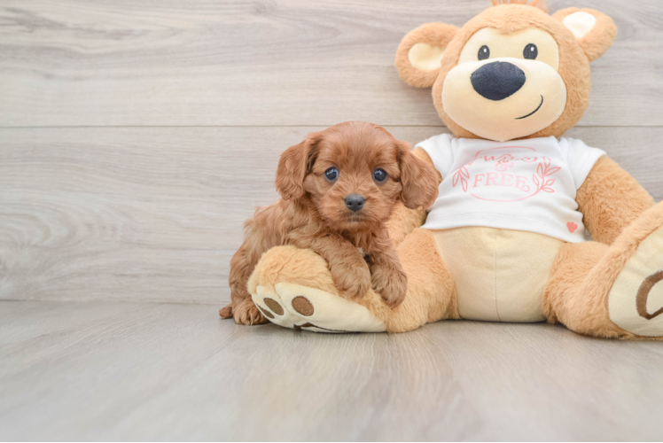 Cavapoo Pup Being Cute