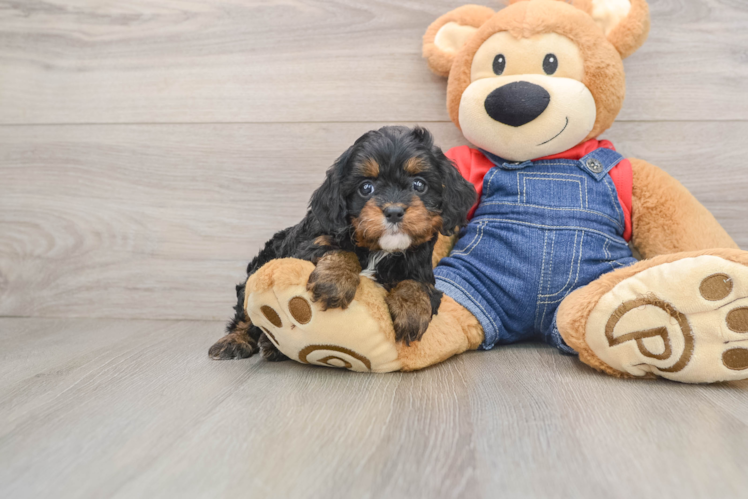 Sweet Cavapoo Baby