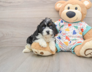 8 week old Cavapoo Puppy For Sale - Seaside Pups