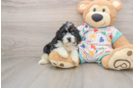 Best Cavapoo Baby
