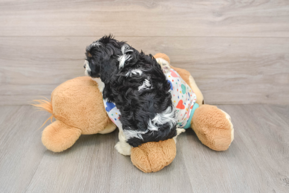 Cavapoo Pup Being Cute