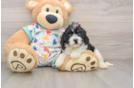 Cavapoo Pup Being Cute