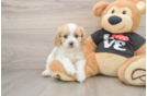 Cavapoo Pup Being Cute