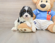 7 week old Cavapoo Puppy For Sale - Seaside Pups