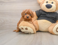 7 week old Cavapoo Puppy For Sale - Seaside Pups