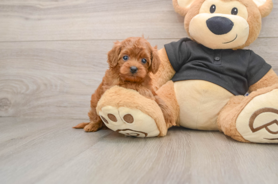 Hypoallergenic Cavadoodle Poodle Mix Puppy