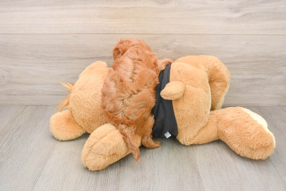 Cavapoo Pup Being Cute