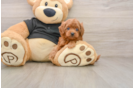 Petite Cavapoo Poodle Mix Pup