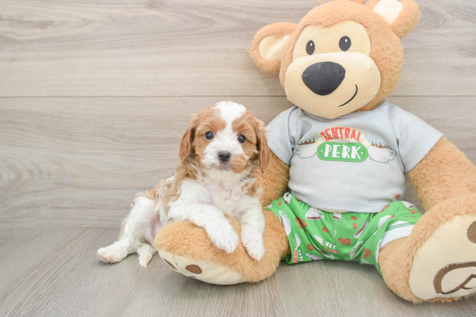 Best Cavapoo Baby
