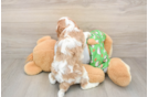 Cavapoo Puppy for Adoption