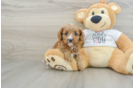 Petite Cavapoo Poodle Mix Pup