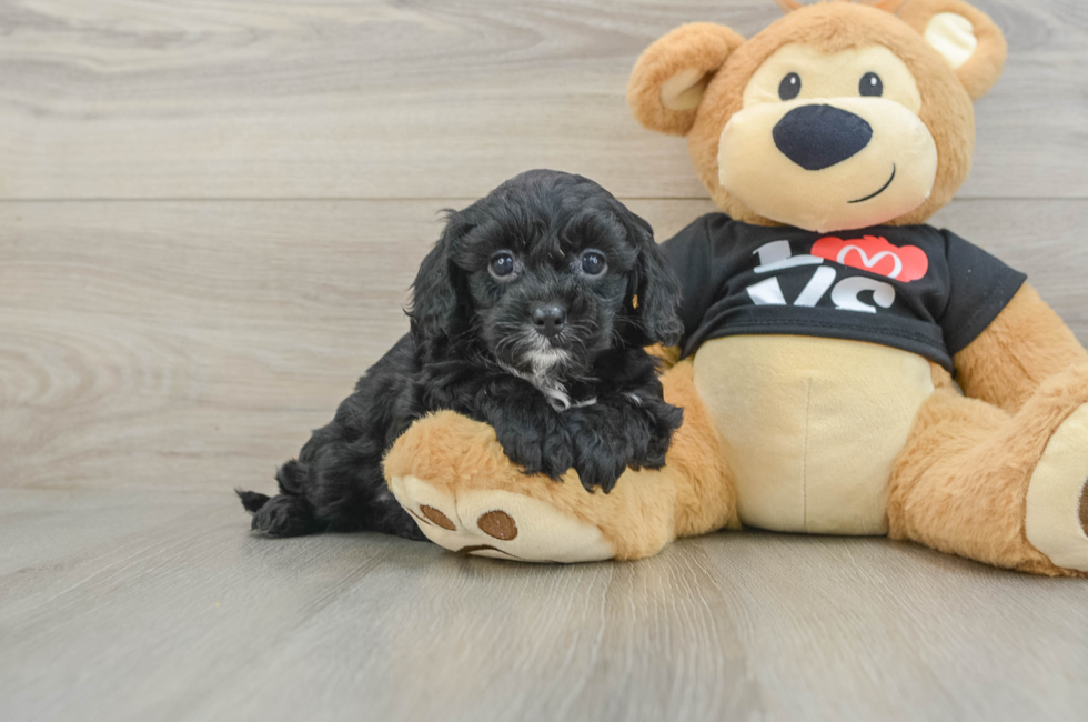 7 week old Cavapoo Puppy For Sale - Seaside Pups