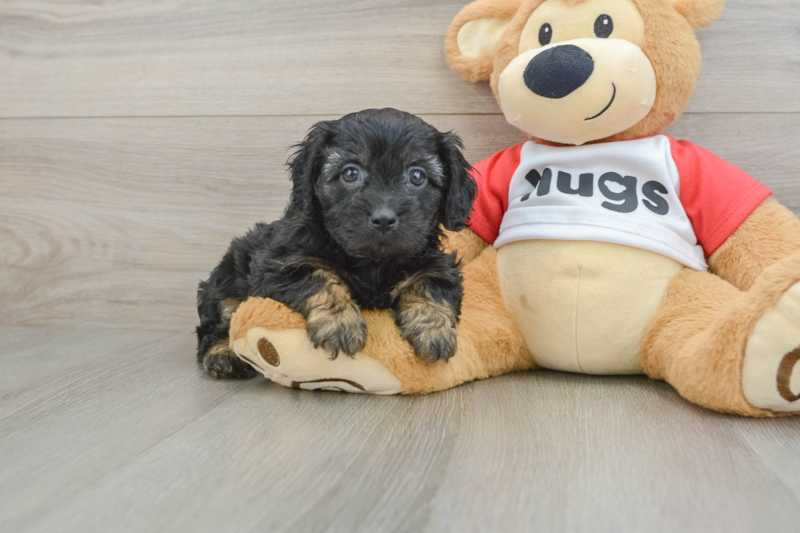 Meet Wilma - our Cavapoo Puppy Photo 1/3 - Seaside Pups