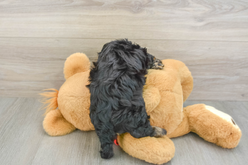 Meet Wilma - our Cavapoo Puppy Photo 2/3 - Seaside Pups