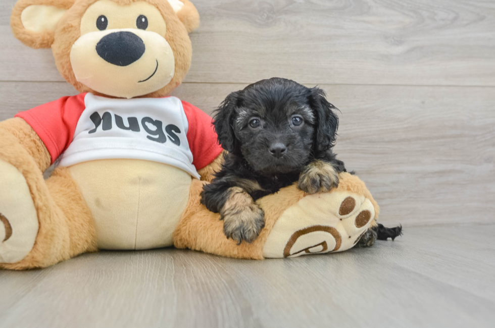 6 week old Cavapoo Puppy For Sale - Seaside Pups