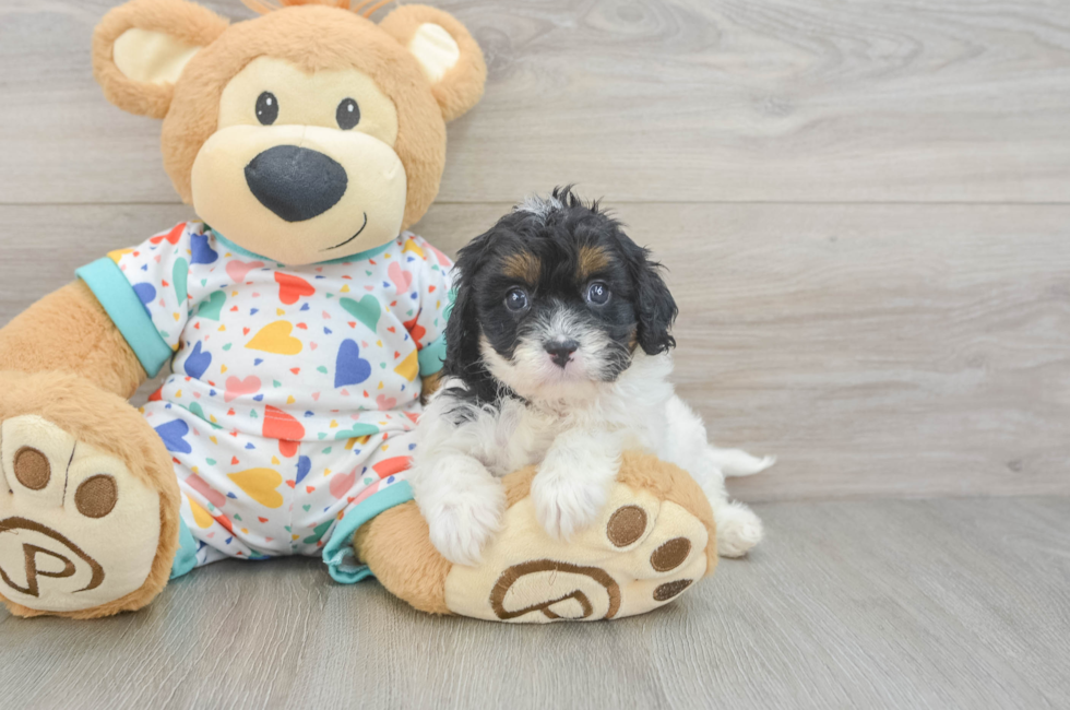 6 week old Cavapoo Puppy For Sale - Seaside Pups