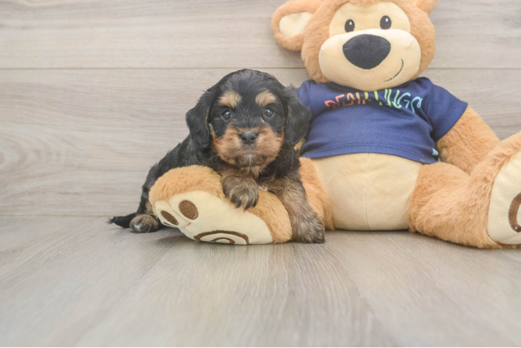 Cavapoo Puppy for Adoption