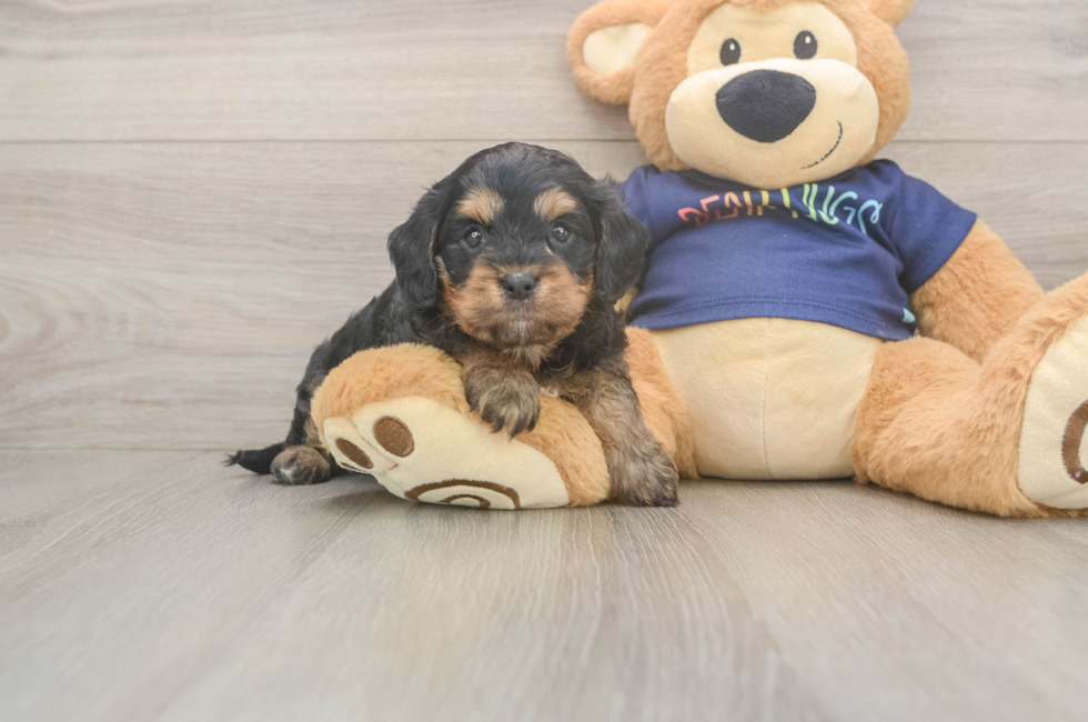 5 week old Cavapoo Puppy For Sale - Seaside Pups