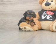 7 week old Cavapoo Puppy For Sale - Seaside Pups